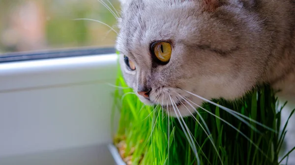 Gatinho Come Grama Jovem Verde Fecha Foco Seletivo — Fotografia de Stock