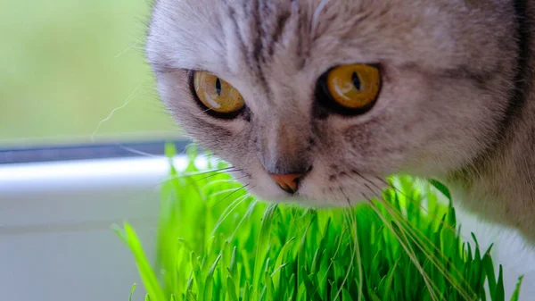 Das Kätzchen Frisst Junges Grünes Gras Aus Nächster Nähe Selektiver — Stockfoto