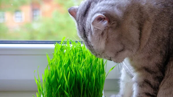 Het Poesje Eet Groen Jong Gras Sluit Maar Selectieve Focus — Stockfoto