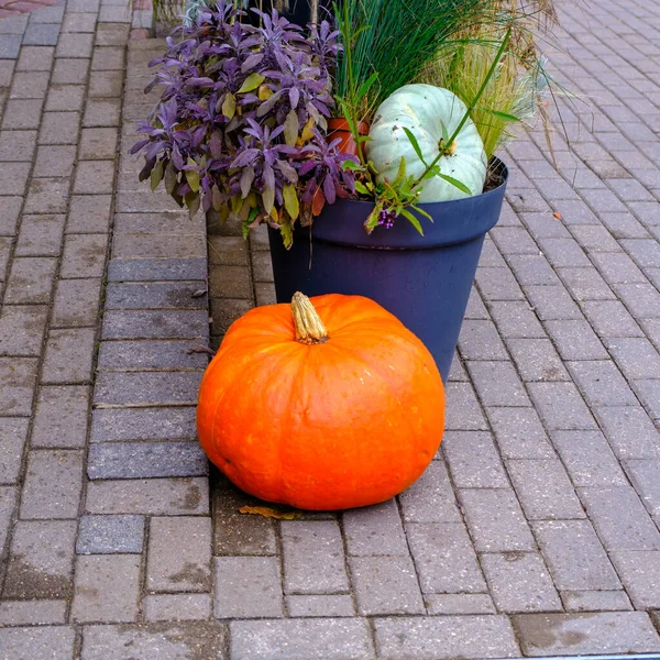 Seizoensgebonden Decoraties Met Pompoenen Bloemen Buiten Herfst Oogst Thanksgiving Halloween — Stockfoto