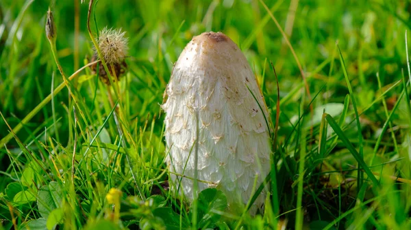 白色鲜嫩的蘑菇绿色多汁的草 — 图库照片