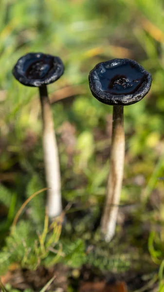 Cluster Self Digested Spent Shaggy Mane Mushroom Stalks Gooey Inky — Stock Photo, Image