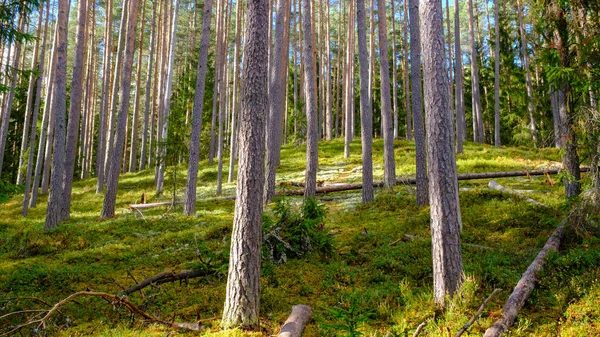 Florestas Pinheiros Letónia Musgo Verde Árvores Imponentes Parque Nacional Gauja — Fotografia de Stock