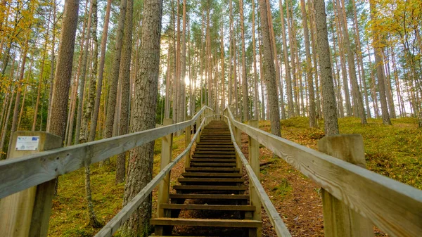 Wooden stairs in the forest. Hiking, environment and forest. Stairs and a path in the forest. Park in autumn. Gauja National Park in the vicinity of Valmiera, Autumn, October