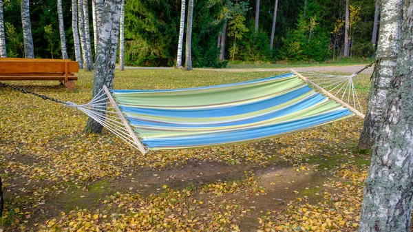 Hammock Set Fields Large Birches Multicolored — Stock Photo, Image