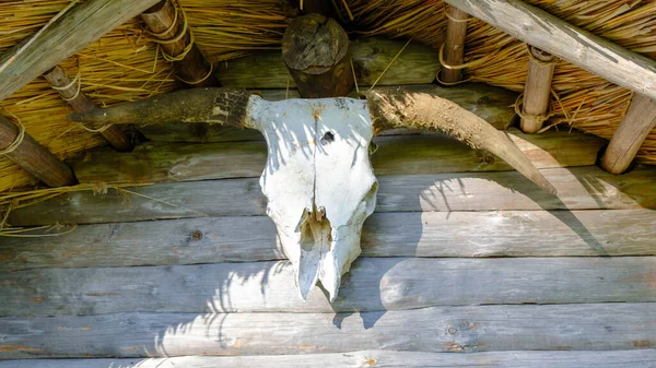 the bull\'s skull hanging on the wooden wall of the house.