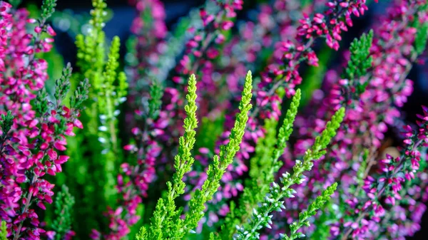 Närbild Färgglada Blomstring Ljung Calluna Vulgaris Odlas Växthus Lettisk Höst — Stockfoto