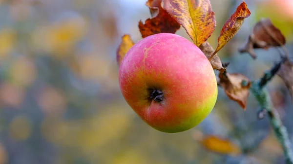 Manzanas Huerto Frutas Orgánicas Con Gotas Agua Rocío Alimentos Naturales — Foto de Stock