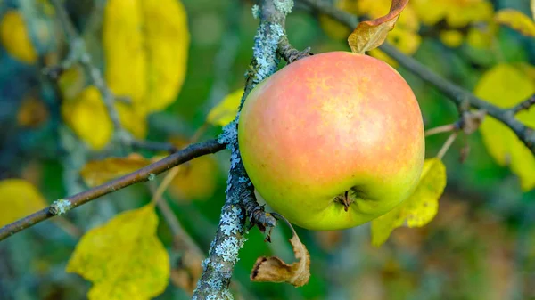 Manzanas Huerto Frutas Orgánicas Con Gotas Agua Rocío Alimentos Naturales — Foto de Stock