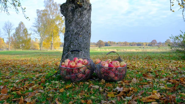 İki hasır metal sepet dolusu kırmızı elma yaz çimlerinin üzerinde elma ağacının yanında..