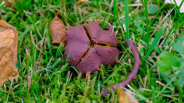 Herfst Natuurlijke Textuur Rijpe Bruine Kastanjes Groene Gele Rode Bladeren — Stockfoto