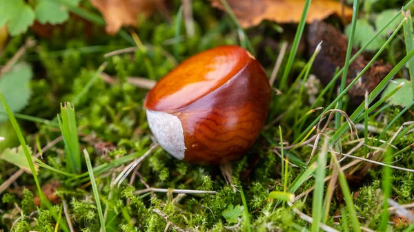 Yeşil Çimlerde Soyulmuş Olgun Kestane Letonya Sonbahar Ekim — Stok fotoğraf