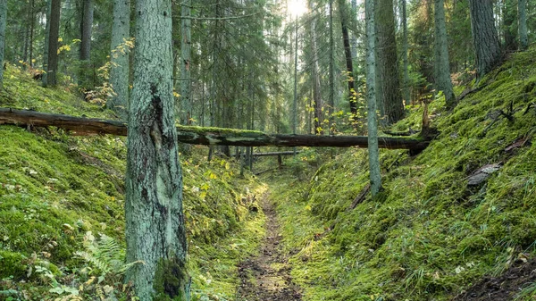 Trilha Turística Nas Belas Florestas Letónia Caminho Entre Duas Colinas — Fotografia de Stock
