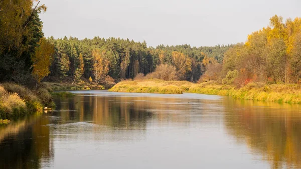 Gauja nehri ve çevreleyen renkli ormanlarla dolu altın sonbahar sahnesi Ekim ayında Sigulda, Letonya 'da.