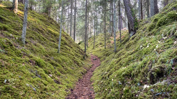 Touristenpfad Den Schönen Wäldern Lettlands Ein Pfad Zwischen Zwei Bemoosten — Stockfoto