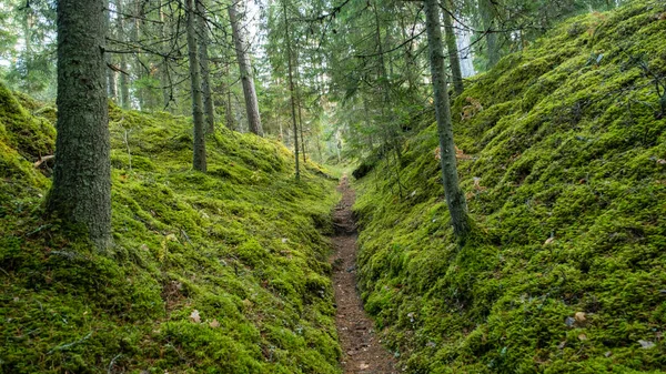 在拉脱维亚美丽的森林中的旅游小径 两条青苔丛生的山间小路 — 图库照片