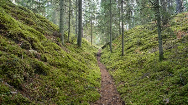 Sendero Turístico Los Hermosos Bosques Letonia Camino Entre Dos Colinas —  Fotos de Stock