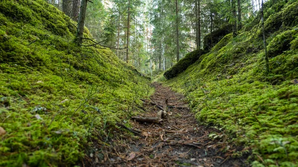 Туристичний Слід Мальовничих Лісах Латвії Дорога Між Двома Мохованими Пагорбами — стокове фото