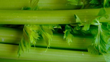 Kereviz saplarına yakın çekim. Taze, sağlıklı yiyecekler.