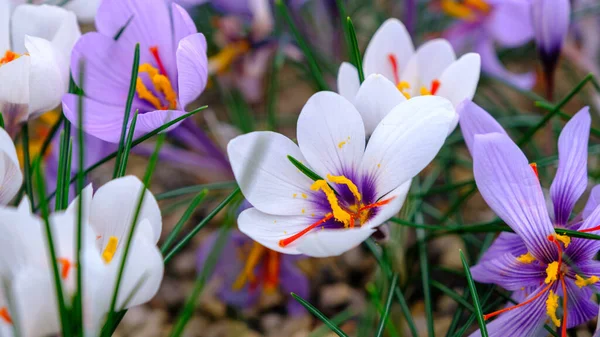 Gyönyörű Késő Őszi Crocus Fehér Lila Október Vége Lett Ősszel — Stock Fotó