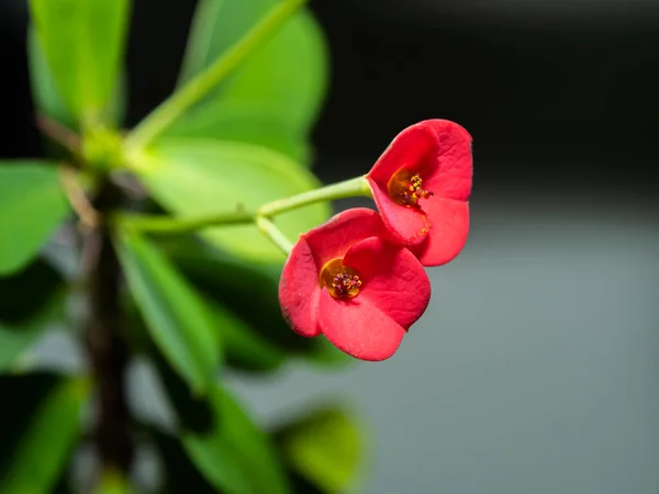 Poi Sian Flower Παραδοσιακό Λουλούδι Στην Ταϊλάνδη Λαμβάνονται Στον Κήπο — Φωτογραφία Αρχείου