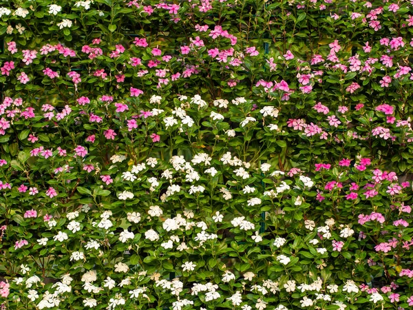 Hermosa Flor Decorativa Rosa Blanca Pared Detalle Decoración Fiesta Boda — Foto de Stock