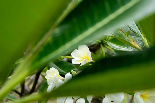 Plumeria Endemic Trees Mexico Thailand National Flower Laos White Temple — Zdjęcie stockowe