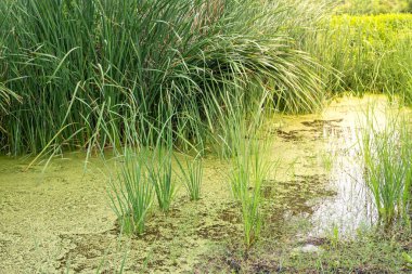 Wetland vegetation in the green covered pond.