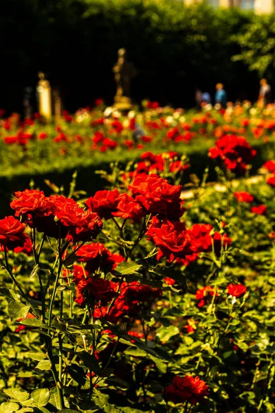 Schöner Rosengarten Mit Weichem Hintergrund — Stockfoto