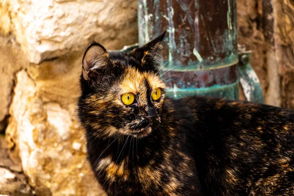 Turuncu gözlü siyah ve sarı bir kedi.