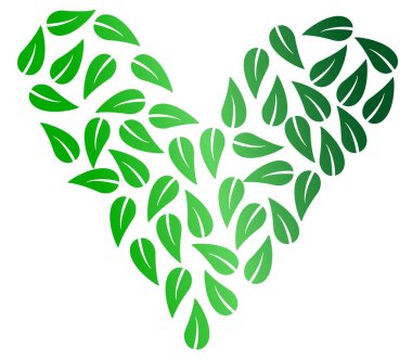 Heart shape from green leaves isolated on white background. Ecology or vegan symbol or concept.
