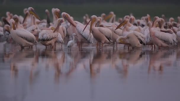 Pelican Birds Israel — Stock Video