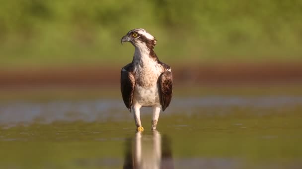 Osprey Birds Israel — Stockvideo