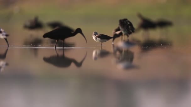 Водоплавающая Птица Израиля — стоковое видео