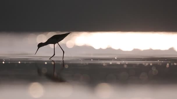 Птица Чёрного Крыла — стоковое видео