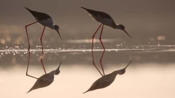 Pájaro Basculante Alas Negras — Vídeo de stock