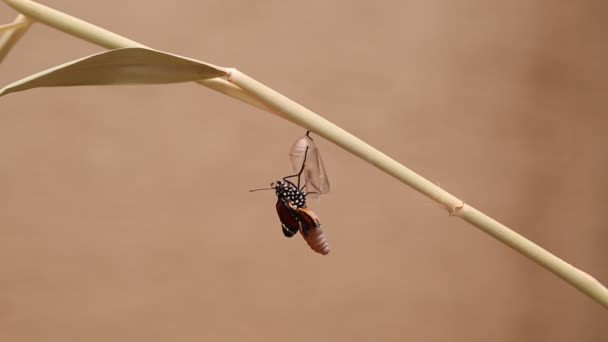 Uma Borboleta Emerge Pupa Borboleta — Vídeo de Stock