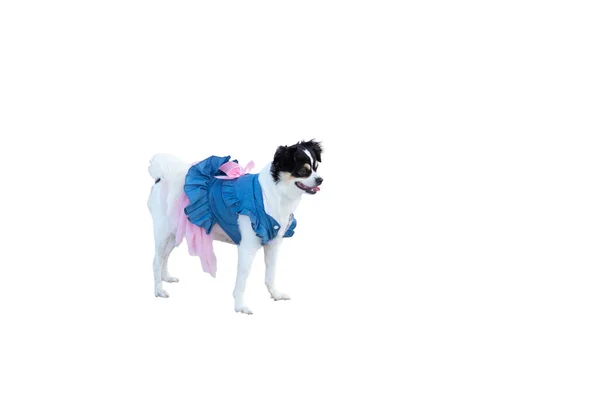 Beyaz arka planda güzel elbiseler giyen sevimli bir köpek..