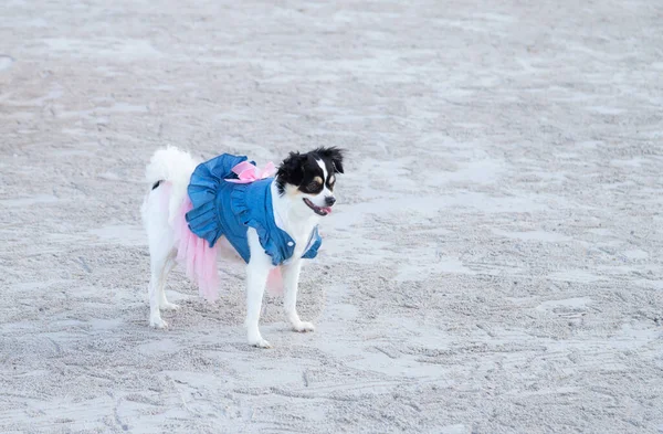 Sahilde fotokopi alanı olan şirin bir köpek yürüyor..