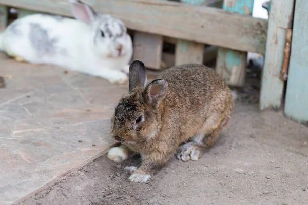 Kaninchen Auf Dem Boden Zuhause Dekorative Kaninchen Freien Kleiner Hase — Stockfoto