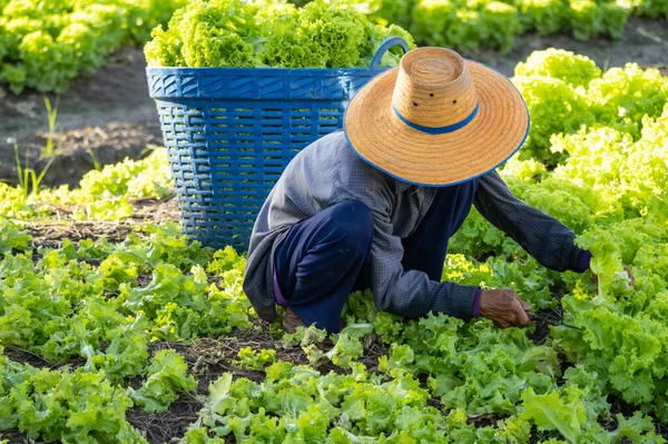 An elderly farmer in the countryside is picking vegetables in the vegetable plot in the morning.