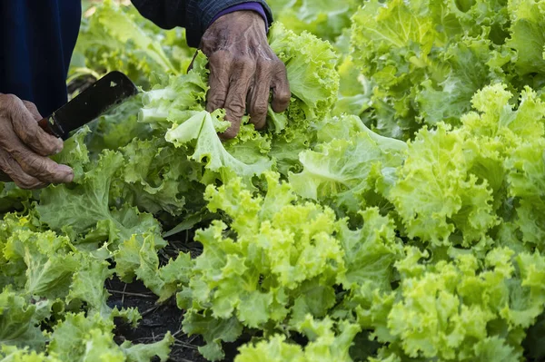 Hands of an elderly farmer in the countryside picking vegetables in the vegetable plot in the morning.