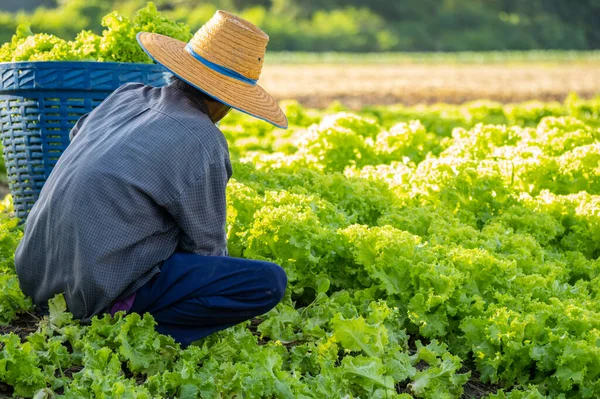 Farmer in the countryside is picking vegetables in the vegetable plot in the morning.