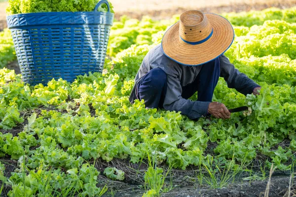 Farmer in the countryside is picking vegetables in the vegetable plot in the morning.