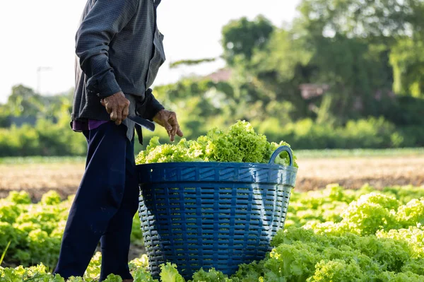 Farmer in the countryside with vegetables in the vegetable plot in the morning.