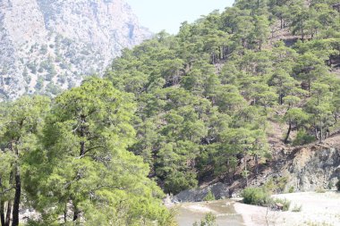 Dağlarda kısa yeşil ağaçlar