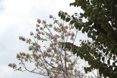 Bulutlu havada bir ağacın dalları