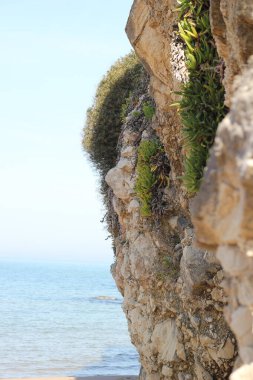 Yabani bitkilerle dolu kayalar