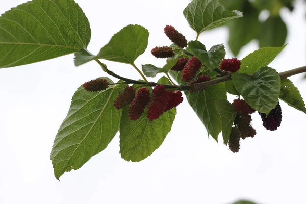 Röda Bär Trädgren Vårtid — Stockfoto