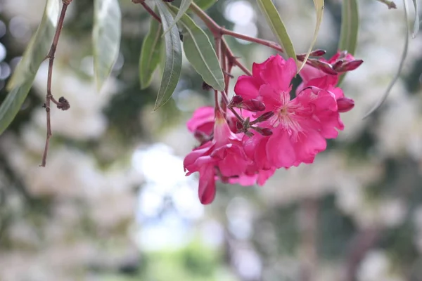 Bahçedeki pembe güller. Bahar titreşimleri fotoğraf fikri. yan görünüm.